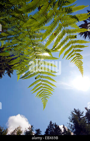 Adlerfarn Farn (Pteridium Aquilinum), Teil einer Wedel, Deutschland, Rheinland-Pfalz Stockfoto