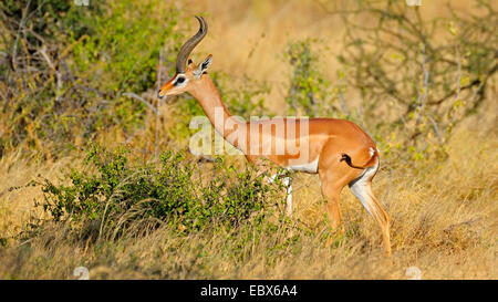 Gerenuk (Litocranius Walleri), männliche in ist Lebensraum im Morgenlicht, Kenya, Samburu National Reserve Stockfoto