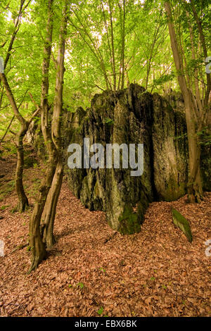 Rockwall in einem Wald in der Nähe von Betzdorf, Deutschland, Rheinland-Pfalz Stockfoto