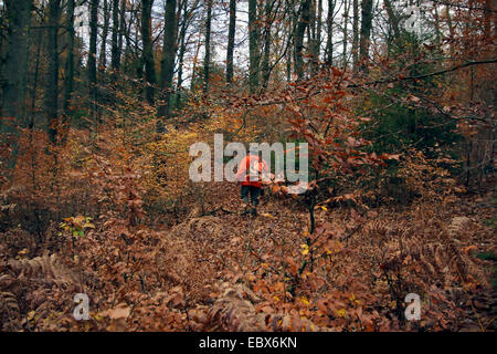 Jäger (Treiber) Kämmen durch den herbstlichen Wald mit einer Jacke in Signalfarbe während einer Treibjagd, Deutschland Stockfoto