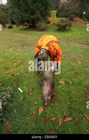 Wildschwein, Schwein, Wildschwein (Sus Scrofa), Jäger beginnen, einem Schuss Jungtier, Deutschland Ausweiden Stockfoto