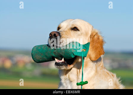 Golden Retriever (Canis Lupus F. Familiaris), mit Spezialausbildung Objekt zum Abrufen von in den Mund, Deutschland Stockfoto