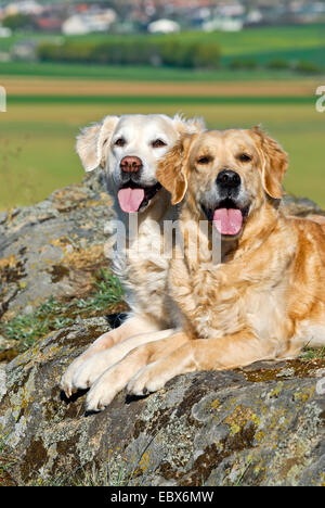 Golden Retriever (Canis Lupus F. Familiaris), zwei Hunde sitzen nebeneinander auf einem Felsen auf einem Hügel, Deutschland Stockfoto