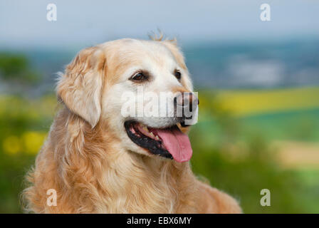 Golden Retriever (Canis Lupus F. Familiaris), stehend in einer Blumenwiese auf einem Hügel, Deutschland Stockfoto