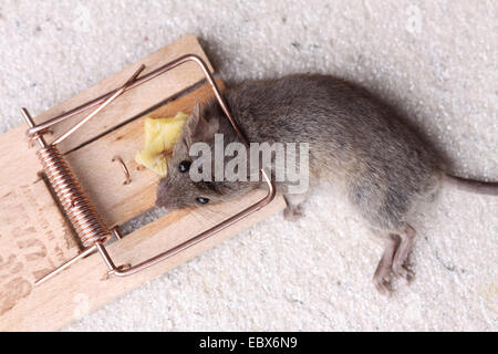 Hausmaus (Mus Musculus), tote Maus in einer Mausefalle Stockfoto