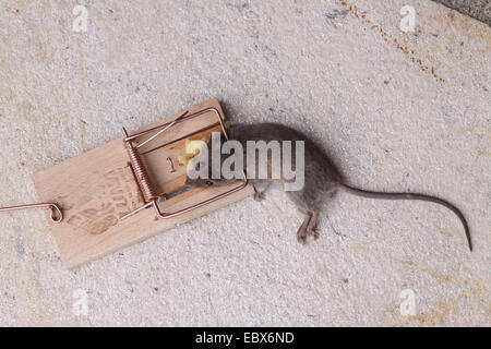 Hausmaus (Mus Musculus), tote Maus in einer Mausefalle Stockfoto