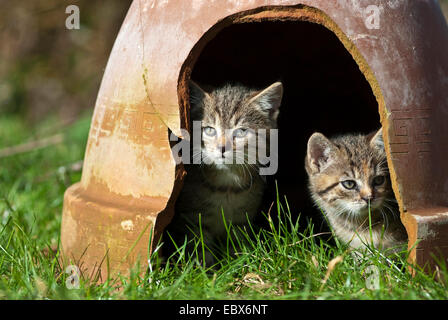 Hauskatze, Hauskatze (Felis Silvestris F. Catus), zwei Kätzchen auf der Suche unter einem Tontopf mit einem Loch stehen Kopf, Deutschland Stockfoto