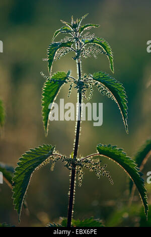 Brennnessel (Urtica Dioica), Bloominng bei Gegenlicht, Deutschland, Rheinland-Pfalz Stockfoto