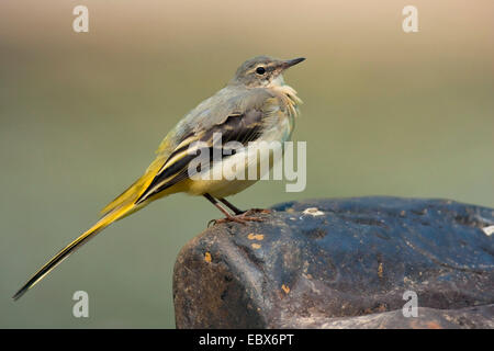 Gebirgsstelze (Motacilla Cinerea), sitzt auf einem Felsen, Deutschland, Rheinland-Pfalz Stockfoto