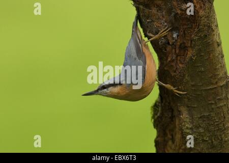 Eurasische Kleiber (Sitta Europaea), sitzen auf einem Baumstamm, Deutschland, Rheinland-Pfalz Stockfoto