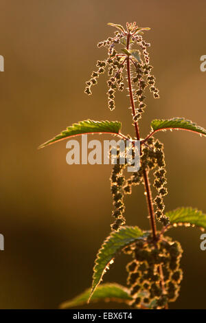 Brennnessel (Urtica Dioica), blühen bei Gegenlicht, Deutschland, Rheinland-Pfalz Stockfoto