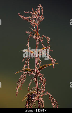 Brennnessel (Urtica Dioica), Blütenstand bei Gegenlicht, Deutschland, Rheinland-Pfalz Stockfoto