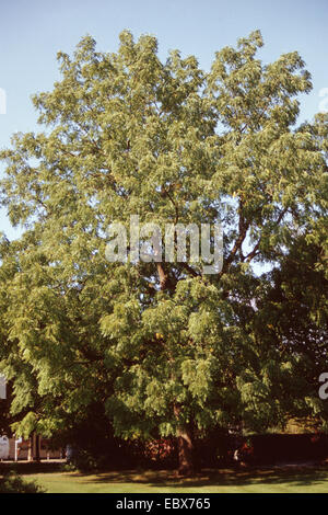 Schwarznuss (Juglans Nigra), Baum Stockfoto