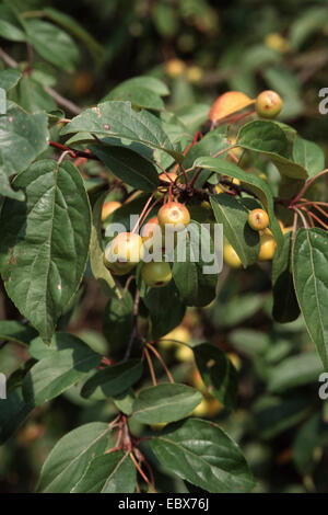 Toringo Holzapfel, Toringo Holzapfel (Malus Sieboldii, Malus X zumi, Malus Zumi), mit Früchten Stockfoto