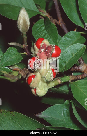 Kobus Magnolie (Magnolia Kobus), Obst Stockfoto