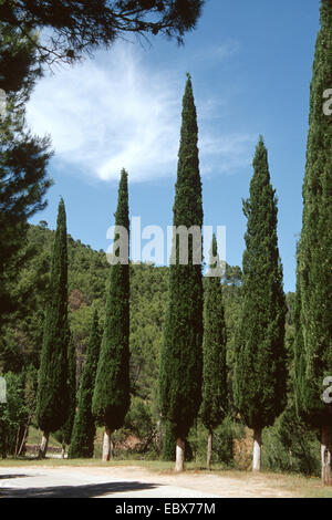 Italienische Zypresse (Cupressus Sempervirens 'Stricta'), in einer Reihe an eine Straße Boarder, Spanien Stockfoto