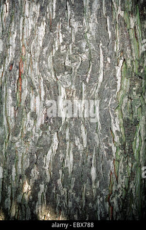 Shag-Rinde Hickory, Shagbark Hickory (Carya Ovata), Rinde Stockfoto