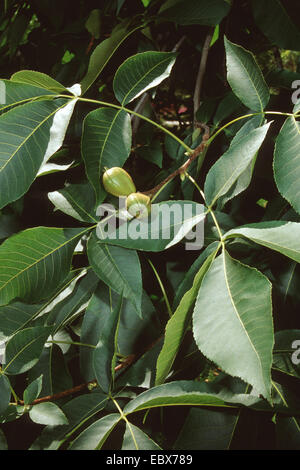 Shag-Rinde Hickory, Shagbark Hickory (Carya Ovata), Zweig mit Früchten Stockfoto