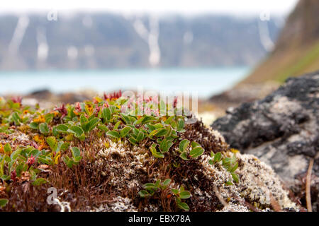 Zwerg-Weide (Salix Herbacea), mit Fjord im Hintergrund, Norwegen, Svalbard, Krossfjorden Stockfoto