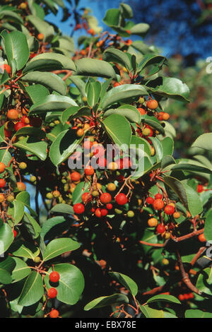 Erdbeerbaum (Arbutus Andrachne), mit Früchten, Türkei Stockfoto