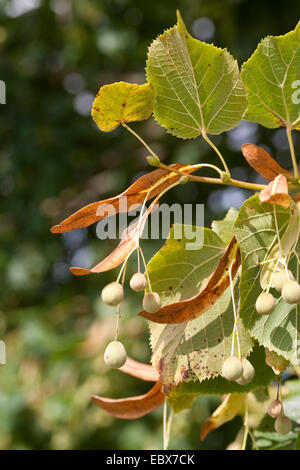 großblättrige Linde, Linde (Tilia Platyphyllos), Zweig mit Früchten, Deutschland Stockfoto