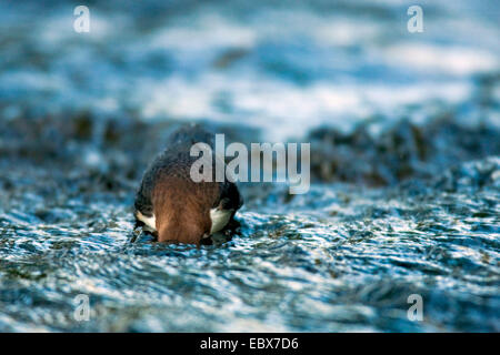 Wasseramseln (Cinclus Cinclus), stehen in einem Bach auf der Suche nach Beute mit Kopf unter Wasser, Deutschland, Rheinland-Pfalz Stockfoto