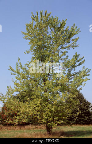 Silber-Ahorn, Ahorn, Baum, Vogels Auge Ahorn (Acer Saccharinum) Stockfoto