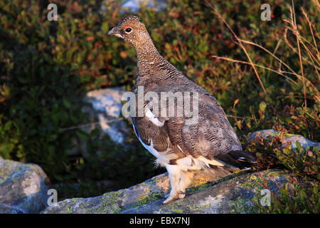 Rock, Schneehuhn, Schnee-Huhn (Lagopus Mutus), Männchen am Niederhorn, Schweiz, Berner Oberland Stockfoto