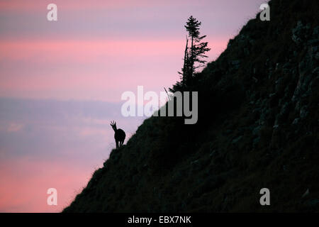 Gämse (Rupicapra Rupicapra), weibliche am Niederhorn, Schweiz, Berner Oberland Stockfoto