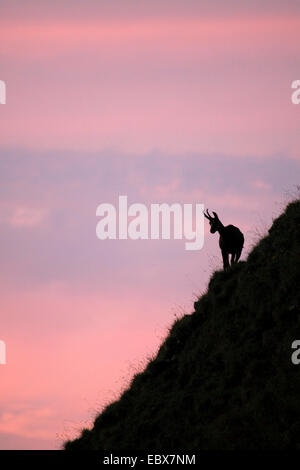 Gämse (Rupicapra Rupicapra), weibliche am Niederhorn, Schweiz, Berner Oberland Stockfoto