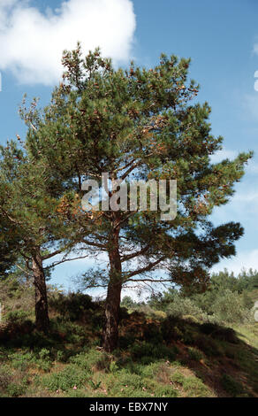 Aleppo-Kiefer (Pinus Halepensis), Singel Baum, Spanien Stockfoto