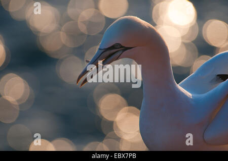 Basstölpel (Sula Bassana, Morus Bassanus), mit einem Stück Holz im Schnabel, vor die Sonne reflektiert im Meer, Deutschland, Schleswig-Holstein, Helgoland Stockfoto