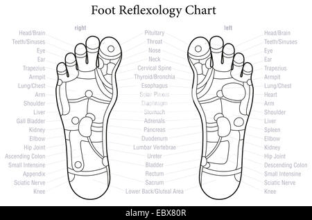 Fuß-Reflexzonenmassage-Diagramm mit genaue Beschreibung der entsprechenden inneren Organe und Körperteile. Stockfoto