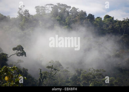 Nebelwald, Peru, Manu Nationalpark, Pilcopata Stockfoto