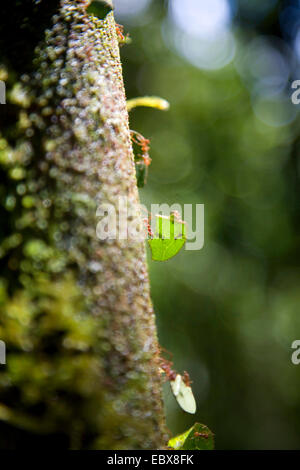 Leafcutting ant (Atta spec.), die Stücke von Blättern an einem Baumstamm, Peru, Nationalpark Mann · Stockfoto