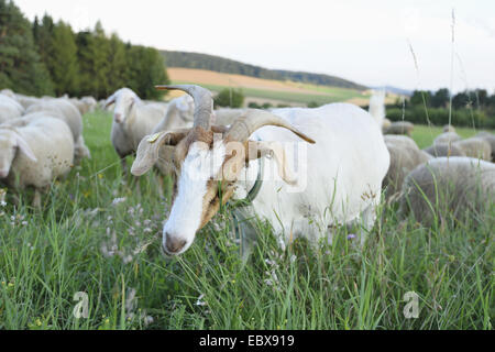 Boer Ziege (Capra Hircus, Capra Aegagrus F. Hircus), Gruppe von Boer Ziegen und Schafe auf einer Wiese, Deutschland, Bayern Stockfoto