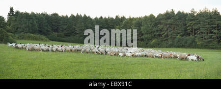 Hausschaf (Ovis Ammon F. Aries), Schafherde in eine Wiese, Deutschland, Bayern Stockfoto