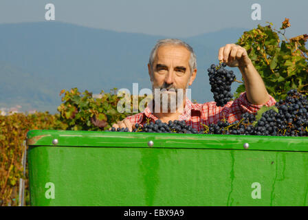 Rebe Kommode Ernte blaue Trauben im Weinberg, Deutschland, Rheinland-Pfalz, Pfalz Stockfoto