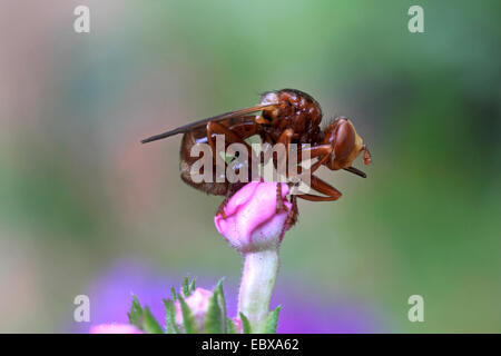 unter der Leitung von dicken fliegen (Conopidae), auf eine Blütenknospe, Deutschland Stockfoto