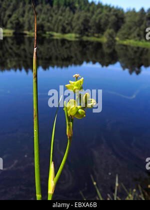 Rannoch-Rush, Pod Grass (Scheuchzeria Palustris), Fruchtbildung, Deutschland, Baden-Württemberg Stockfoto