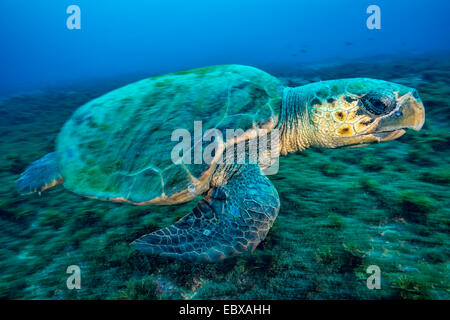 Karettschildkröte (Caretta Caretta), Indischer Ozean Stockfoto