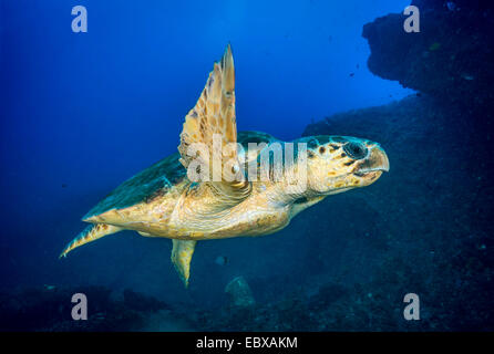 Karettschildkröte (Caretta Caretta), Indischer Ozean Stockfoto