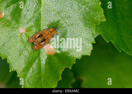 Gewölbte Marmor, Tortrix Motte (Olethreutes Arcuella, Olethreutes Arcuana), auf einem Blatt, Deutschland Stockfoto