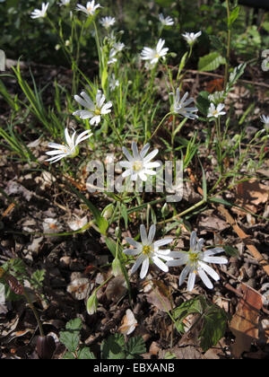 Easterbell Hahnenfußgewächse, größere Stitchwort (Stellaria Holostea), blühen, Deutschland, Nordrhein-Westfalen Stockfoto