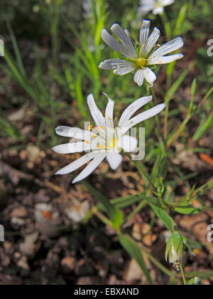 Easterbell Hahnenfußgewächse, größere Stitchwort (Stellaria Holostea), Blumen, Deutschland, Nordrhein-Westfalen Stockfoto