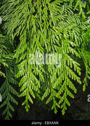 Rot-Zeder (Thuja Plicata), Zweige Stockfoto