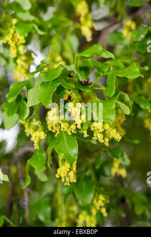 Montpellier-Ahorn, französischer Ahorn (Acer Monspessulanum), Zweig mit Blüten, Frankreich Stockfoto