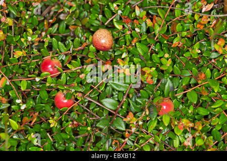 Wild-Preiselbeeren, Moor Cranberry, kleine Preiselbeere, Sumpf Moosbeere (Vaccinium Oxycoccos), mit Beeren, Deutschland Stockfoto