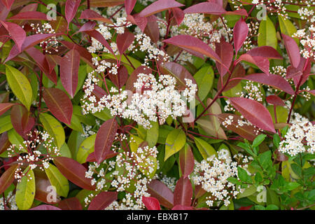 Fraser Photinia (Photinia X fraseri "Red Versuchsprogramms, Photinia X fraseri Red Robin, Photinia Fraseri ' Red Versuchsprogramms, Photinia Fraseri Red Robin), blühend, Sorte Red Robin Stockfoto