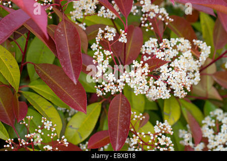 Fraser Photinia (Photinia X fraseri "Red Versuchsprogramms, Photinia X fraseri Red Robin, Photinia Fraseri ' Red Versuchsprogramms, Photinia Fraseri Red Robin), blühend, Sorte Red Robin Stockfoto